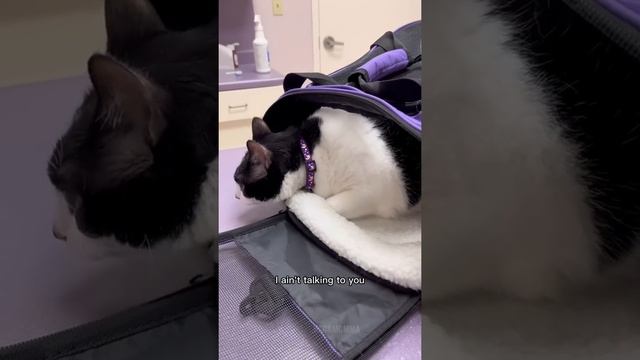 Kitty Soap Opera: Chapter 59... The Sass Mouth, Alcoholic, Catnip Dealer, and Pentecostal Kitties. смотреть онлайн