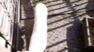 ОБЗОР ПОЛТАВСКОГО СЕЛА .