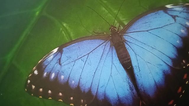 Сказка. Братья Гримм. Гусятница у колодца. смотреть онлайн