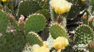 Opuntia phaeacantha var. camanchica, 15.06.2022. Uman, Ukraine.