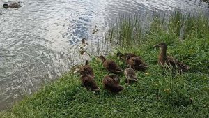 Семья уток идёт купаться.mp4