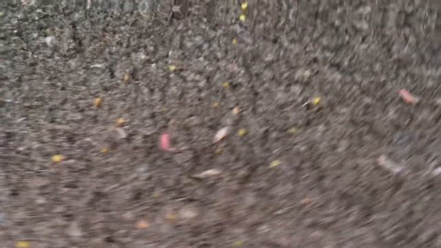 Секреты быстрого размножения червя!!!! смотреть онлайн