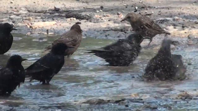 Стая птиц налетела на лужу и начала массовов купаться смотреть онлайн