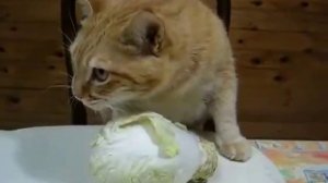 Кот ест капусту