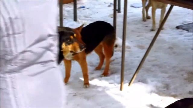 Виды Краснослободска: Друзья наши меньшие и другое.