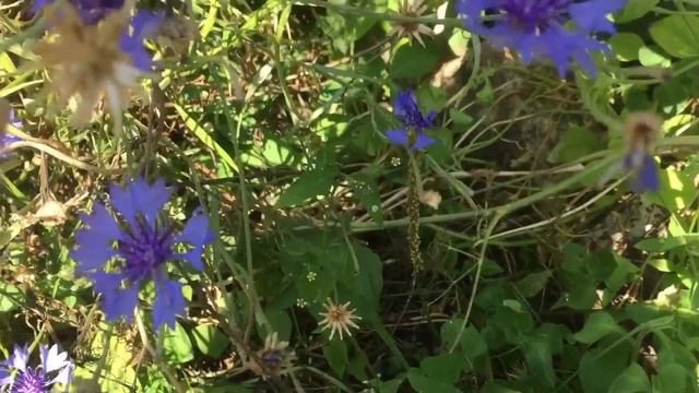 На дачі. Квіти. Природа. Літо. смотреть онлайн