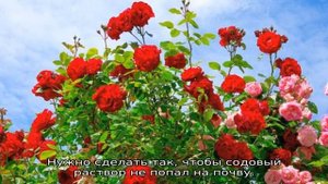 Почему плохо растут розы