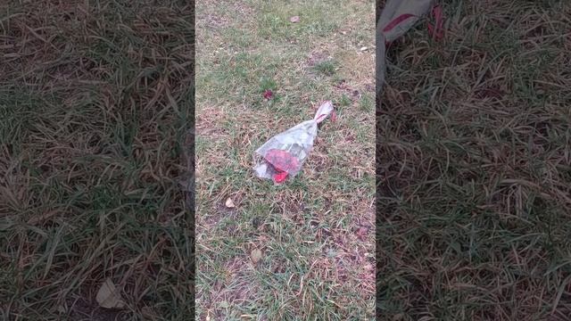 Бедные цветы! Не простила, видимо. Poor flowers! #розы #бедныецветы #любовь #непростила #тверь смотреть онлайн