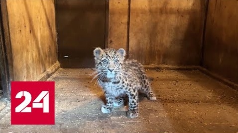 Котенка дальневосточного леопарда спасли в Приморье - Россия 24 
