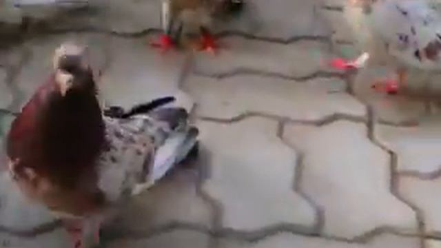 николаевские голуби смотреть онлайн