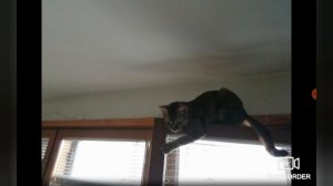 Всё про общение кошек