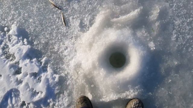 Ловим ловим крупную корюшку и навагу Зимняя рыбалка Ловля корюшки Магадан Февраль 2022 года смотреть онлайн