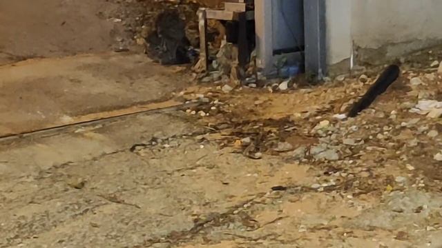 То чего не избежать или как летучая мышь ненавидила кота смотреть онлайн