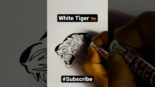 #whitetiger 🐅✅