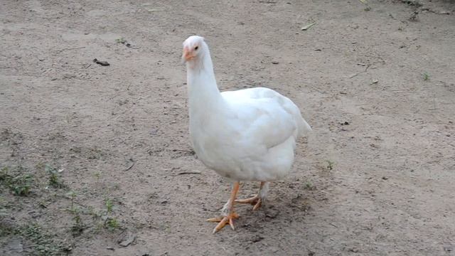Hibrido gallus gallus x numida meleagris, hybrid bird смотреть онлайн