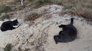 Кошечка соблазняет кота. Кошачья любовь. Кот и кошка.
