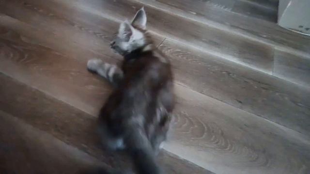 Кот моет пол смотреть онлайн