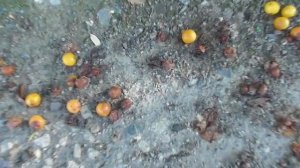 Заготовка косточек подвоя для прививки персика, сливы и алычи