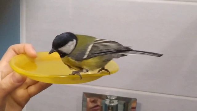 Спасение синички,часть 1))) смотреть онлайн