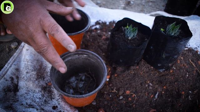 Haworthia Fasciata Zebra Plant Care and Tips I Haworthia Zebra Plant Soil Mix and Watering смотреть онлайн