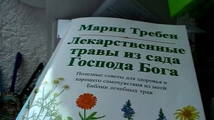 Кипрей мелкоцветковый. Kleinblütiges Weideröschen. Lat.: Epilobium parviflorum. Мария Требен.