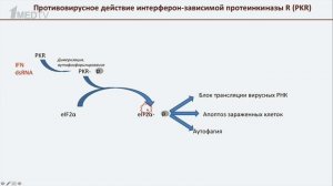 Авторская программа Марины Аствацатурян «Медицина в контексте», тема: «Онколитические вирусы».