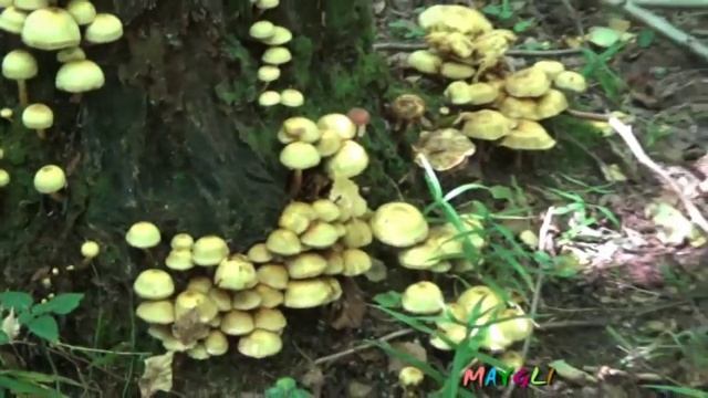 Гифолома серопластинчатая.  Ложные опята. Лучше их не есть.
