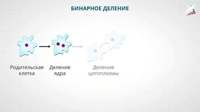 Клетка как структурная основа живых организмов