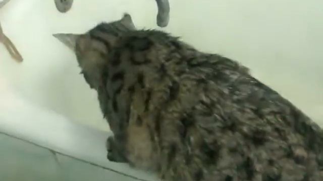 Кошка любящая воду смотреть онлайн