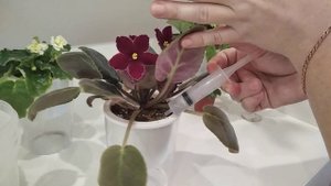 ФИАЛКИ комнатные, полив, условия посадки, содержание и уход