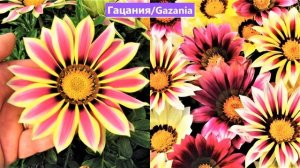 25 КРАСИВЫХ ЦВЕТОВ, которые можно посеять уже в ДЕКАБРЕ