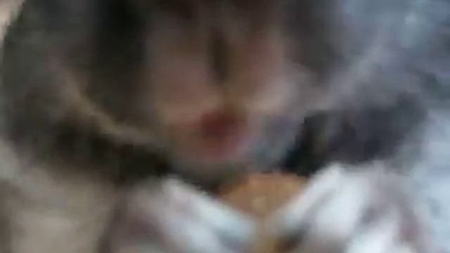 Голодная шиншилла ))) hungry cinchilla! смотреть онлайн