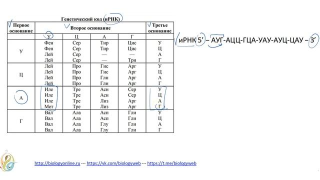 ЕГЭ по БИОЛОГИИ - Как определять аминокислоты по таблице генетического кода? смотреть онлайн