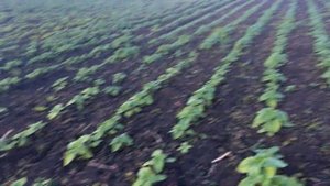 Выращивание подсолнечника .Подсолнечник ЛГ 5542. Любуюсь своим полем.