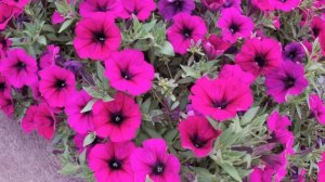 КАК СОХРАНИТЬ ПЕТУНИЮ ЗИМОЙ?