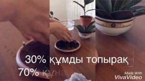 Фикустар."Каучуконосный" фикусы. "Черный принц" фикусы. Көбейту жолдары.