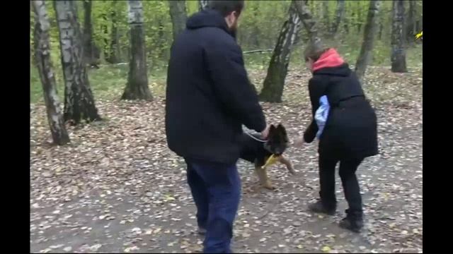 Анализ поведения щенка и начальная дрессировка