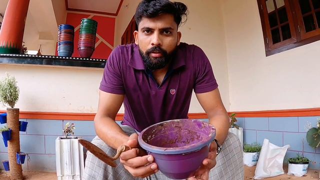 Tanglead Heart Vine Care and Tips / how to propogate tanglead heart vine malayalam смотреть онлайн