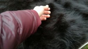 Телячья, Длинношерстая, Шкура на Пол / Стену, Аргентина.