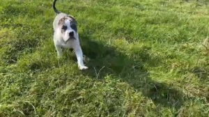 Щенок американского булли. Девочка в типе Классик/Стандарт. Продается.