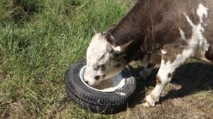 Мобильная кормушка для бычков