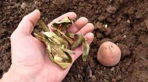 Картошки урождается 2 ведра с куста если кинуть это при посадке в лунку!