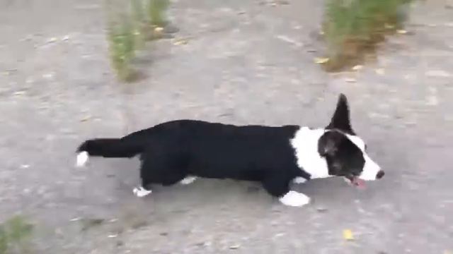 Вельш корги кардиган Жуля смотреть онлайн