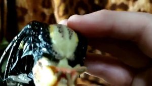 Обзор на фигурку хищника от кампании NECA