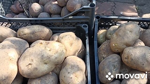 КАРТОФЕЛЬ СЫНОК // КОЛЛЕКЦИЯ ЛИПАТОВОЙ АНАСТАСИИ // ВАЦАП ДЛЯ ЗАКАЗА 8-915-245-81-59 ПИСЬМЕННО смотреть онлайн