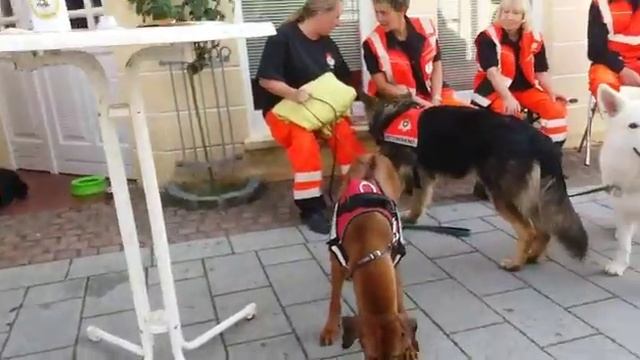 Север Германии богат урожаем капусты..сегодня праздник капусты смотреть онлайн