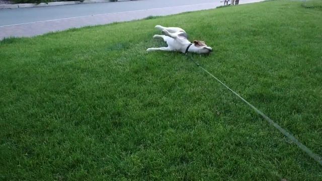 БИГЛЬ И ТРАВА смотреть онлайн