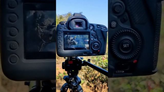 Shoot Wild life Photography camera lover motivational  photographer vishalsoniphotigraphy #short