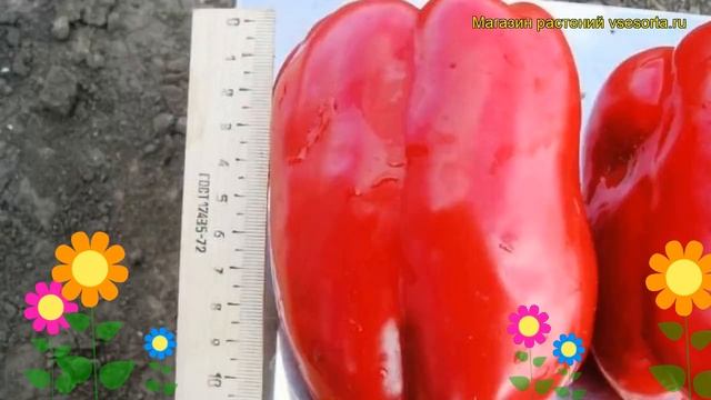 Перец сладкий Геракл. Краткий обзор, описание характеристик, где купить саженцы Geracl смотреть онлайн