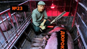 Nº23 HE
АККУРАТНАЯ, НЕРВНАЯ СВИНОМАТКА ТОПЧЕТ(ДАВИТ) ПОРОС
ЯТ!!!